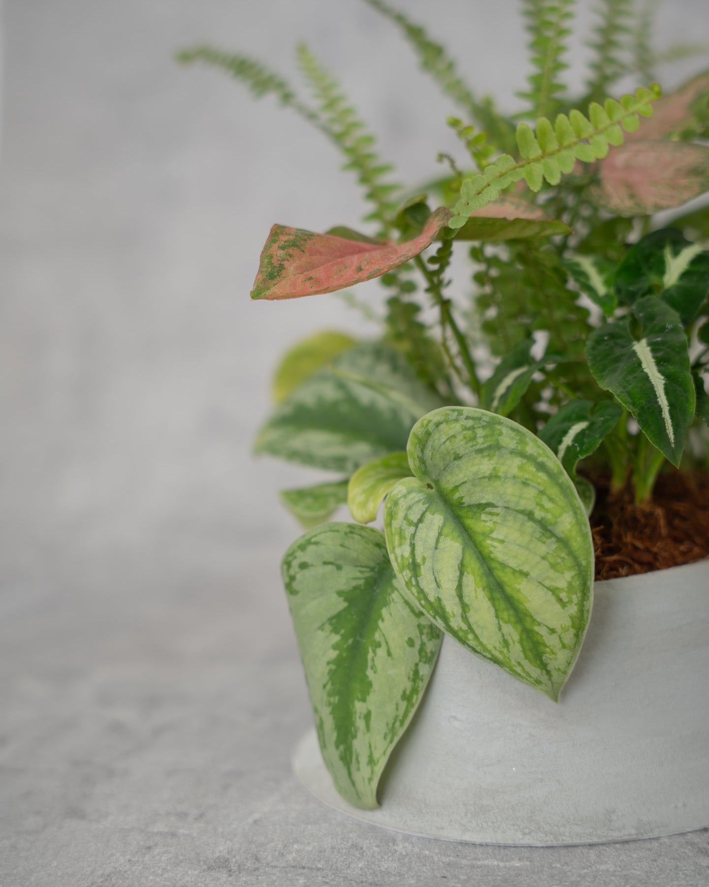 [鉢セット販売]水が好きな植物セット_Rain (1点限り)