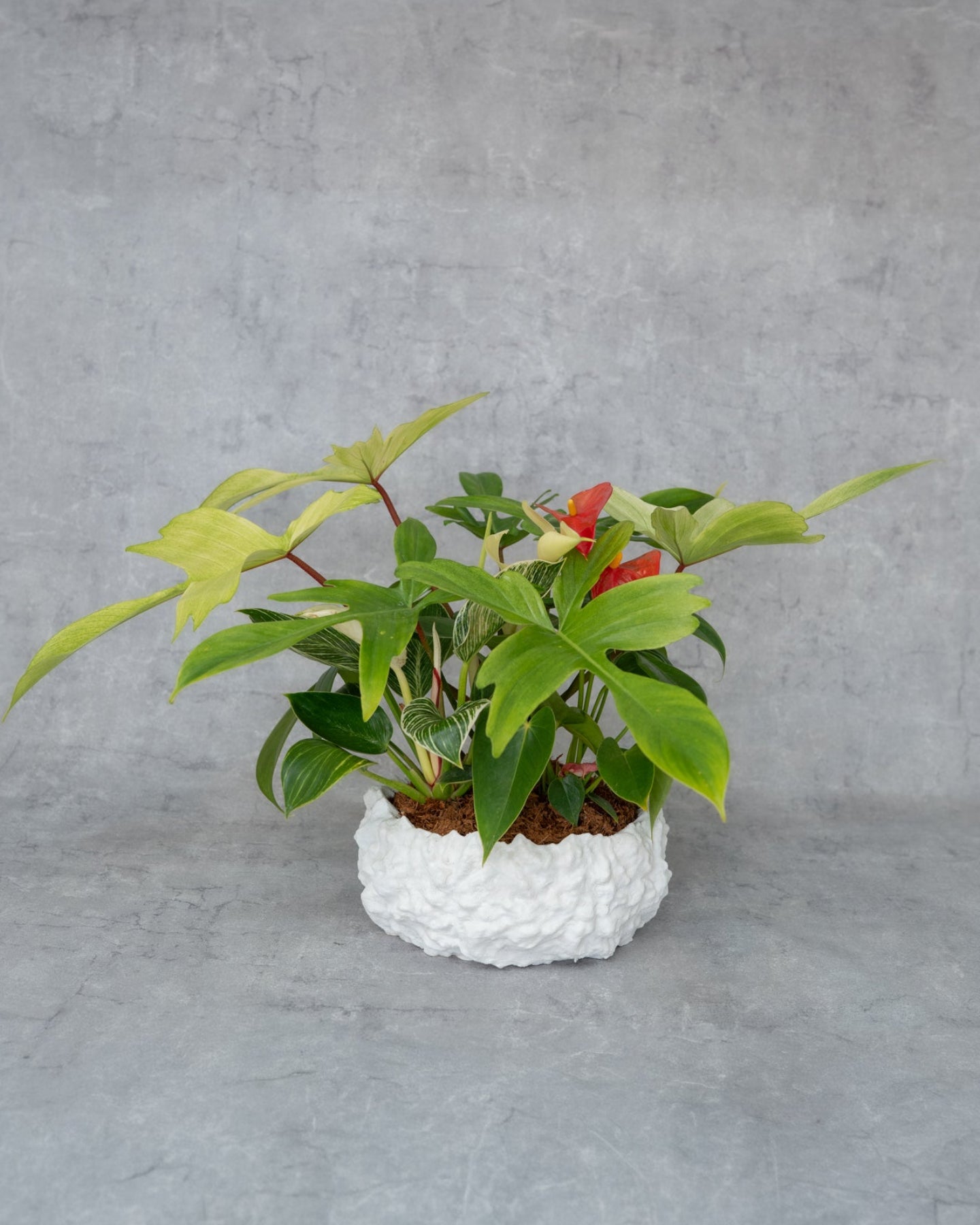 鉢セット販売]サトイモ科3種_paradise (1点限り) – mamidori