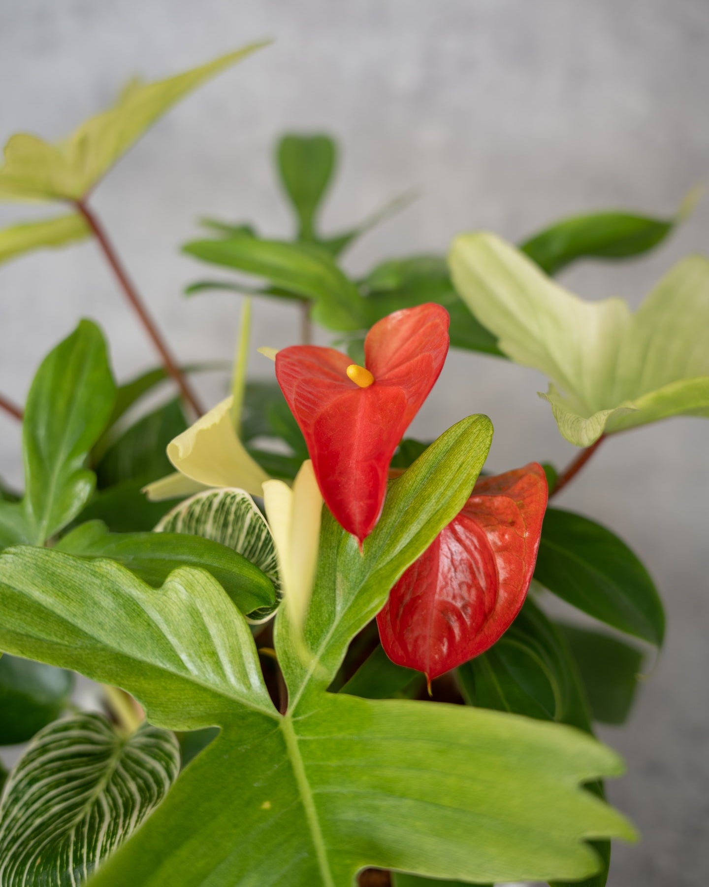 [鉢セット販売]サトイモ科3種_paradise (1点限り)