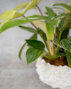 [鉢セット販売]サトイモ科3種_paradise (1点限り)