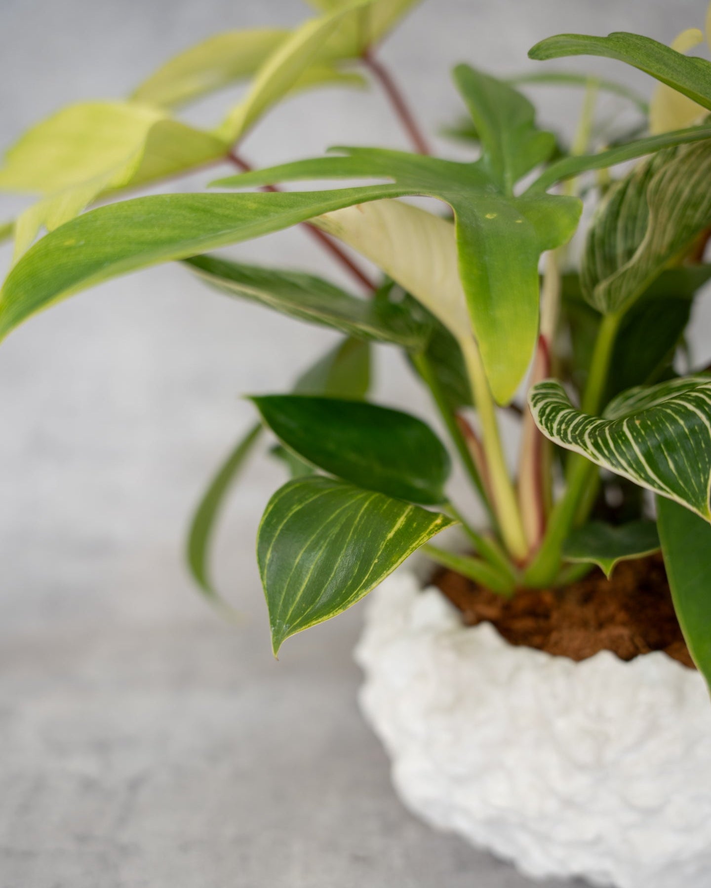 [鉢セット販売]サトイモ科3種_paradise (1点限り)