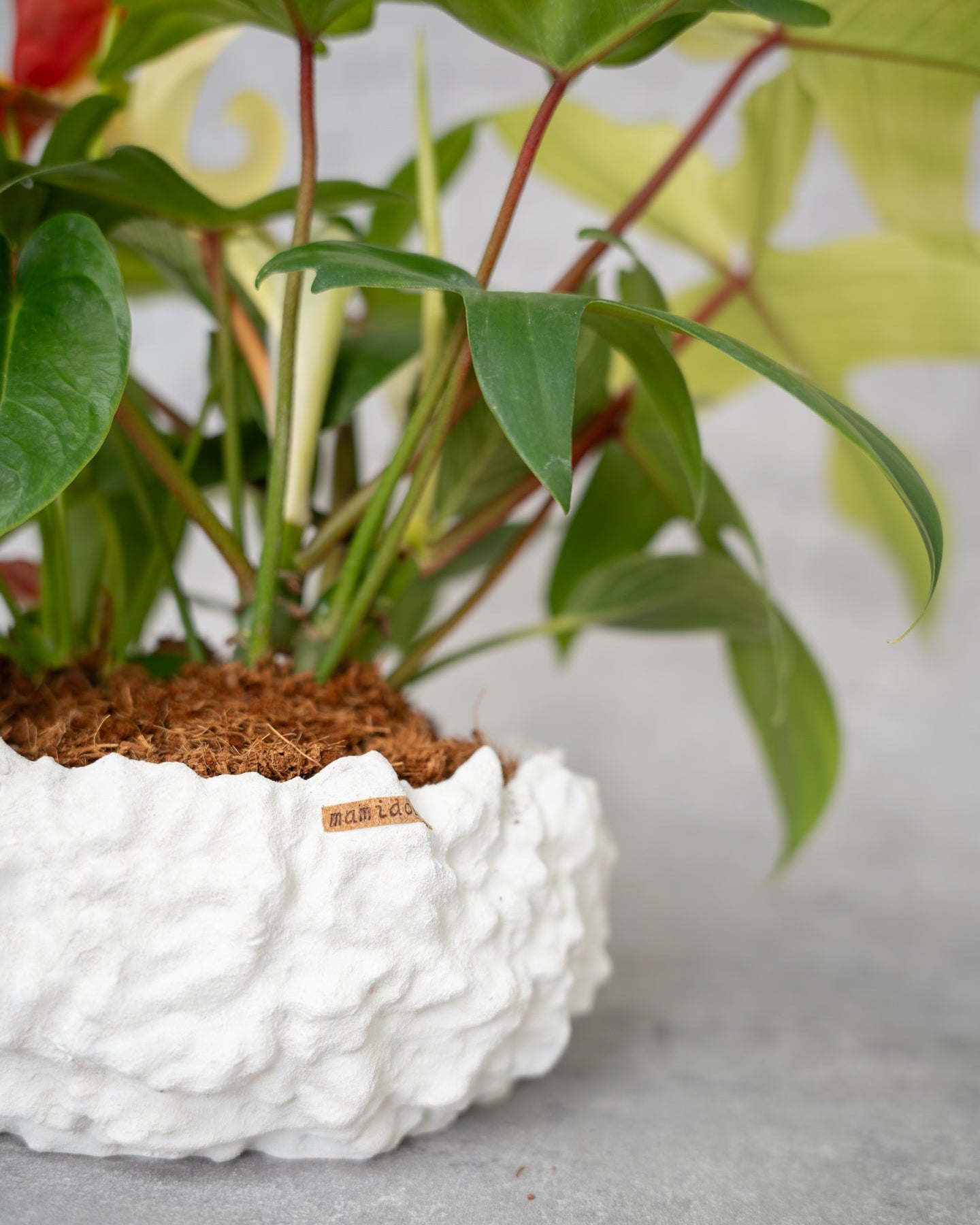 鉢セット販売]サトイモ科3種_paradise (1点限り) – mamidori