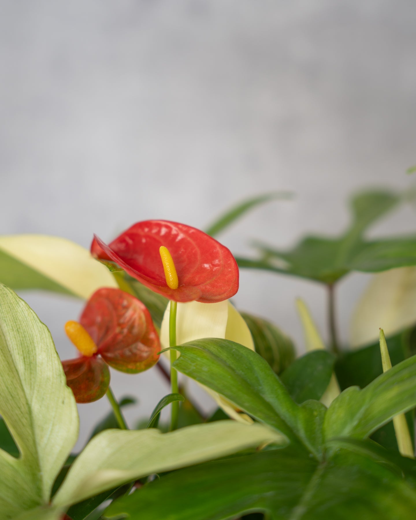 鉢セット販売]サトイモ科3種_paradise (1点限り) – mamidori