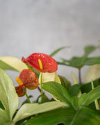 [鉢セット販売]サトイモ科3種_paradise (1点限り)