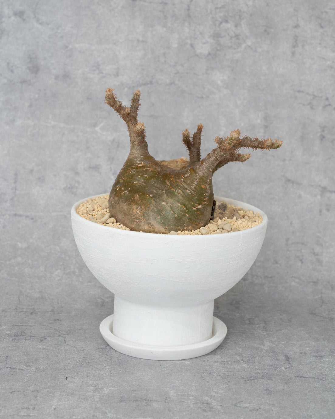 [鉢セット販売]期間限定SALE パキポディウム恵比寿笑い×大黒_desert (1点限り)