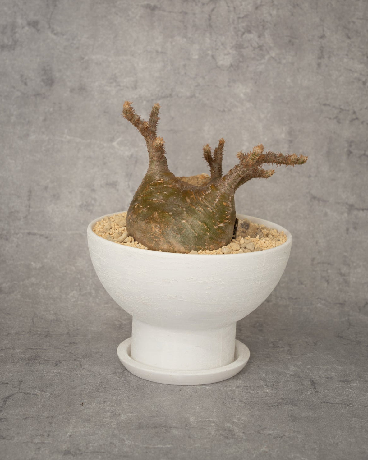 [鉢セット販売]期間限定SALE パキポディウム恵比寿笑い×大黒_desert (1点限り)