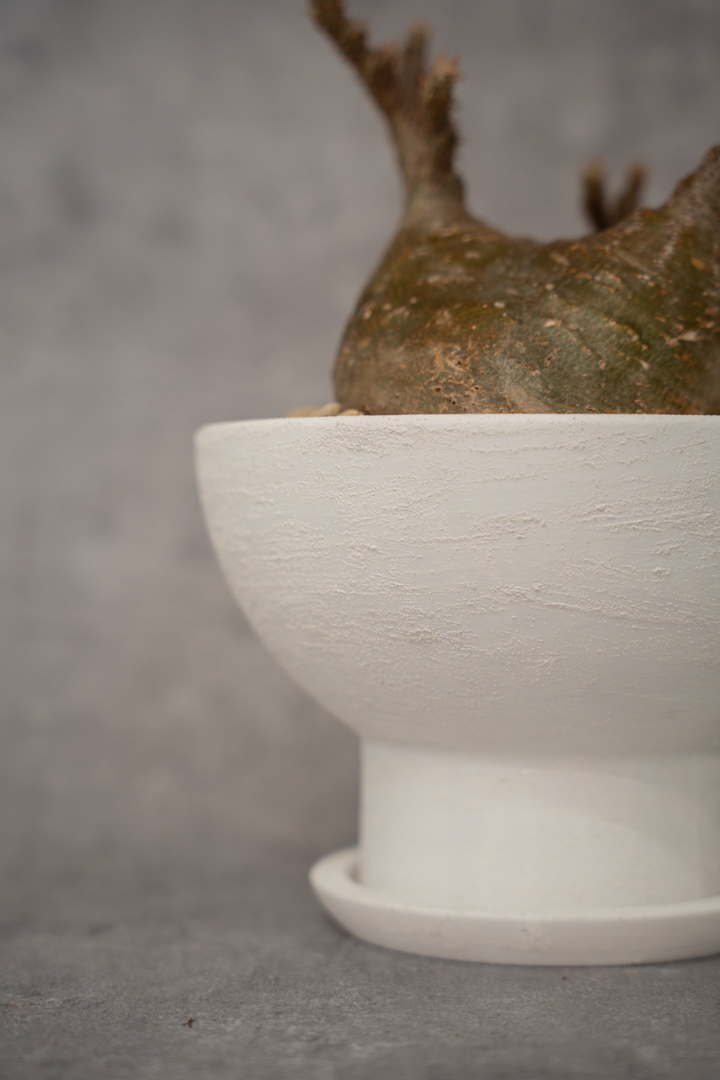 [鉢セット販売]期間限定SALE パキポディウム恵比寿笑い×大黒_desert (1点限り)