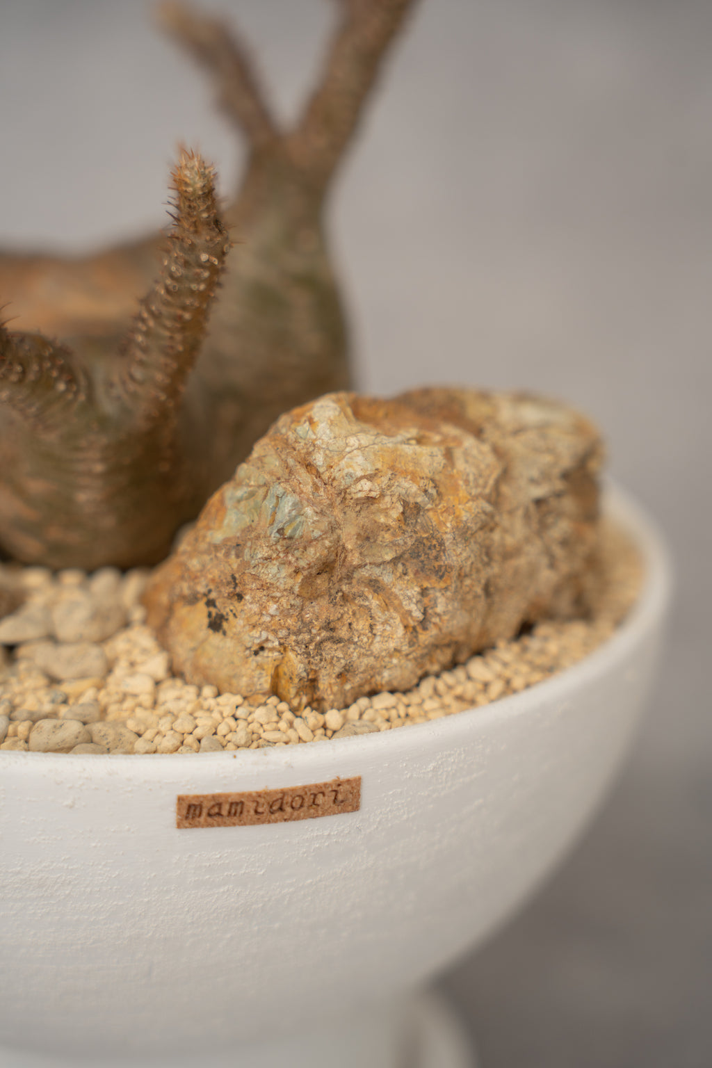 [鉢セット販売]期間限定SALE パキポディウム恵比寿笑い×大黒_desert (1点限り)