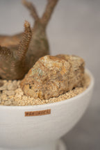 [鉢セット販売]期間限定SALE パキポディウム恵比寿笑い×大黒_desert (1点限り)