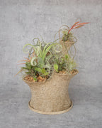 [鉢セット販売]エアプランツ9種セット_Forest (1点限り)