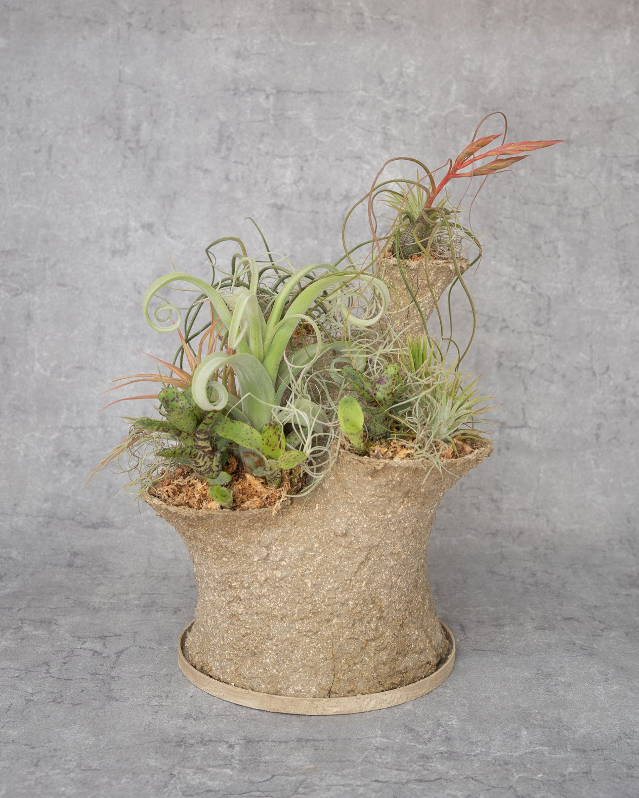 [鉢セット販売]エアプランツ9種セット_Forest (1点限り)