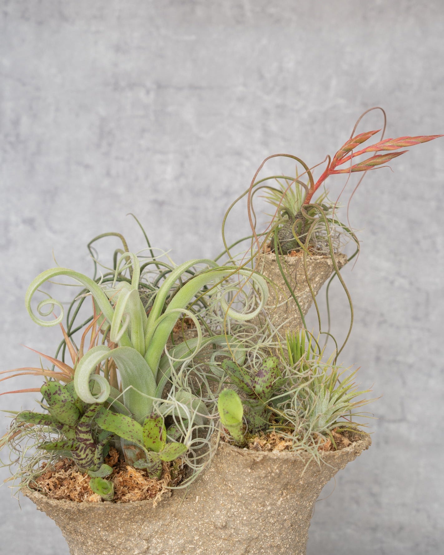 鉢セット販売]エアプランツ9種セット_Forest (1点限り) – mamidori