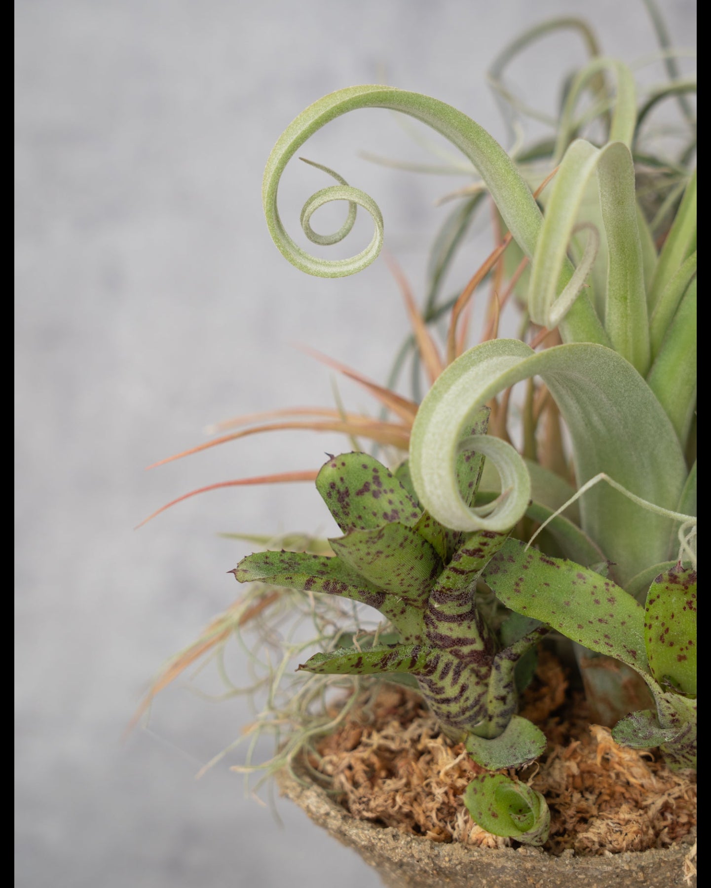 鉢セット販売]エアプランツ9種セット_Forest (1点限り) – mamidori