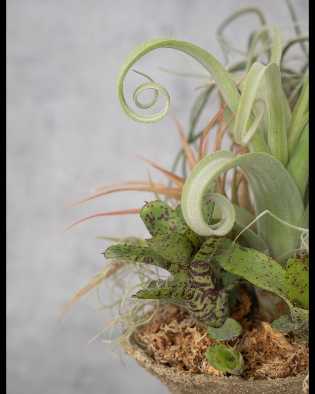 [鉢セット販売]エアプランツ9種セット_Forest (1点限り)