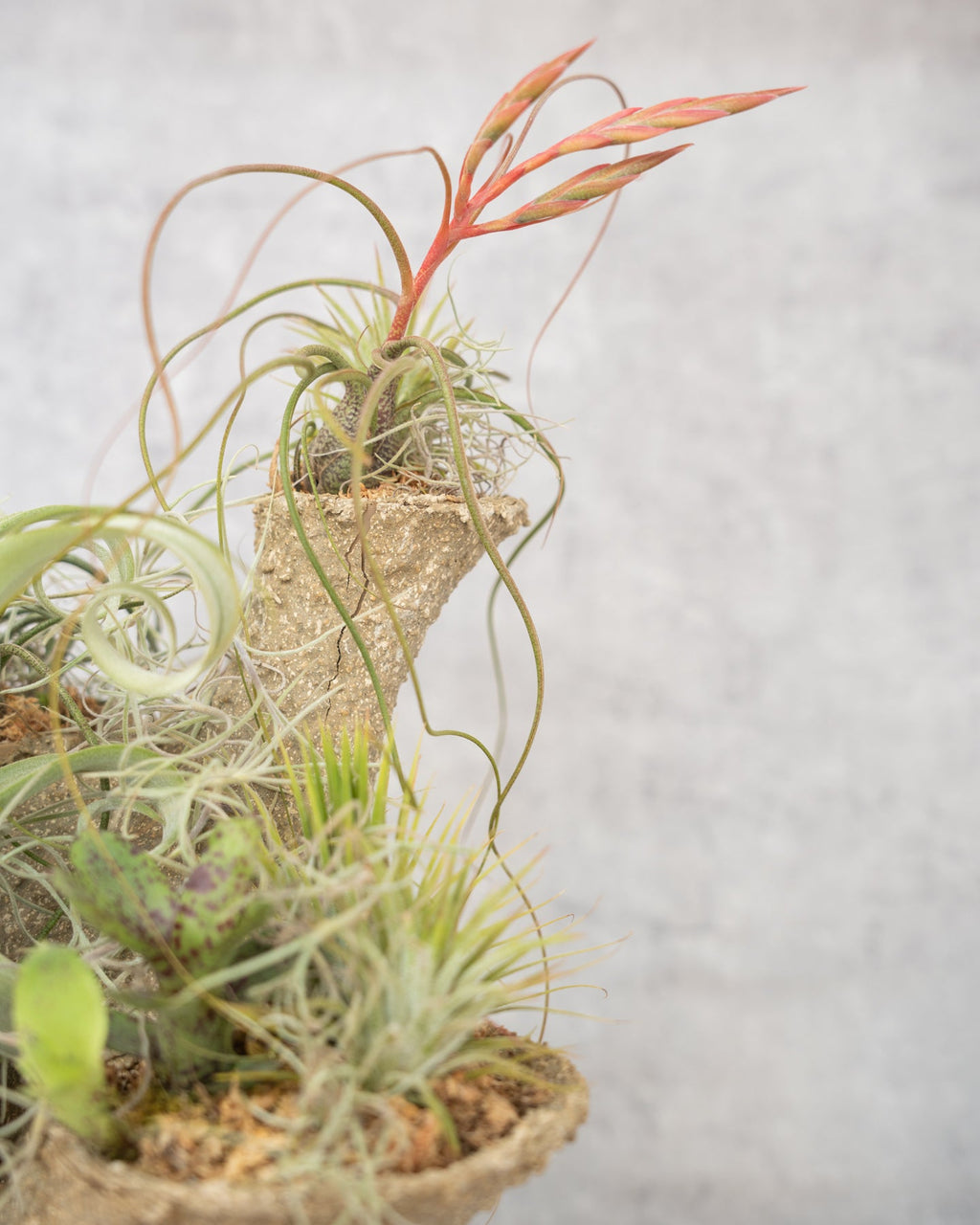 [鉢セット販売]エアプランツ9種セット_Forest (1点限り)