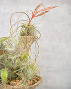 [鉢セット販売]エアプランツ9種セット_Forest (1点限り)