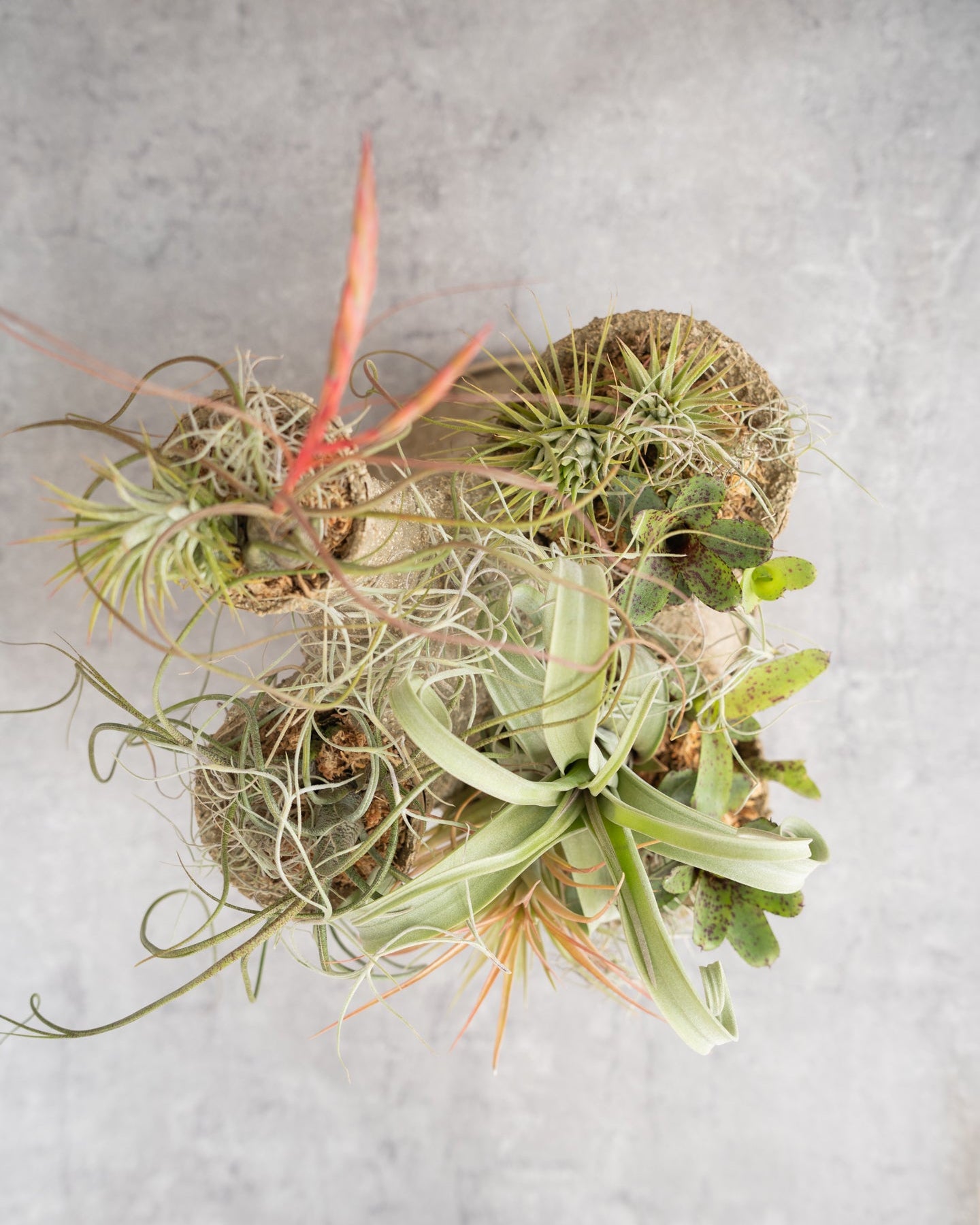 鉢セット販売]エアプランツ9種セット_Forest (1点限り) – mamidori