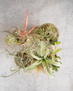 [鉢セット販売]エアプランツ9種セット_Forest (1点限り)