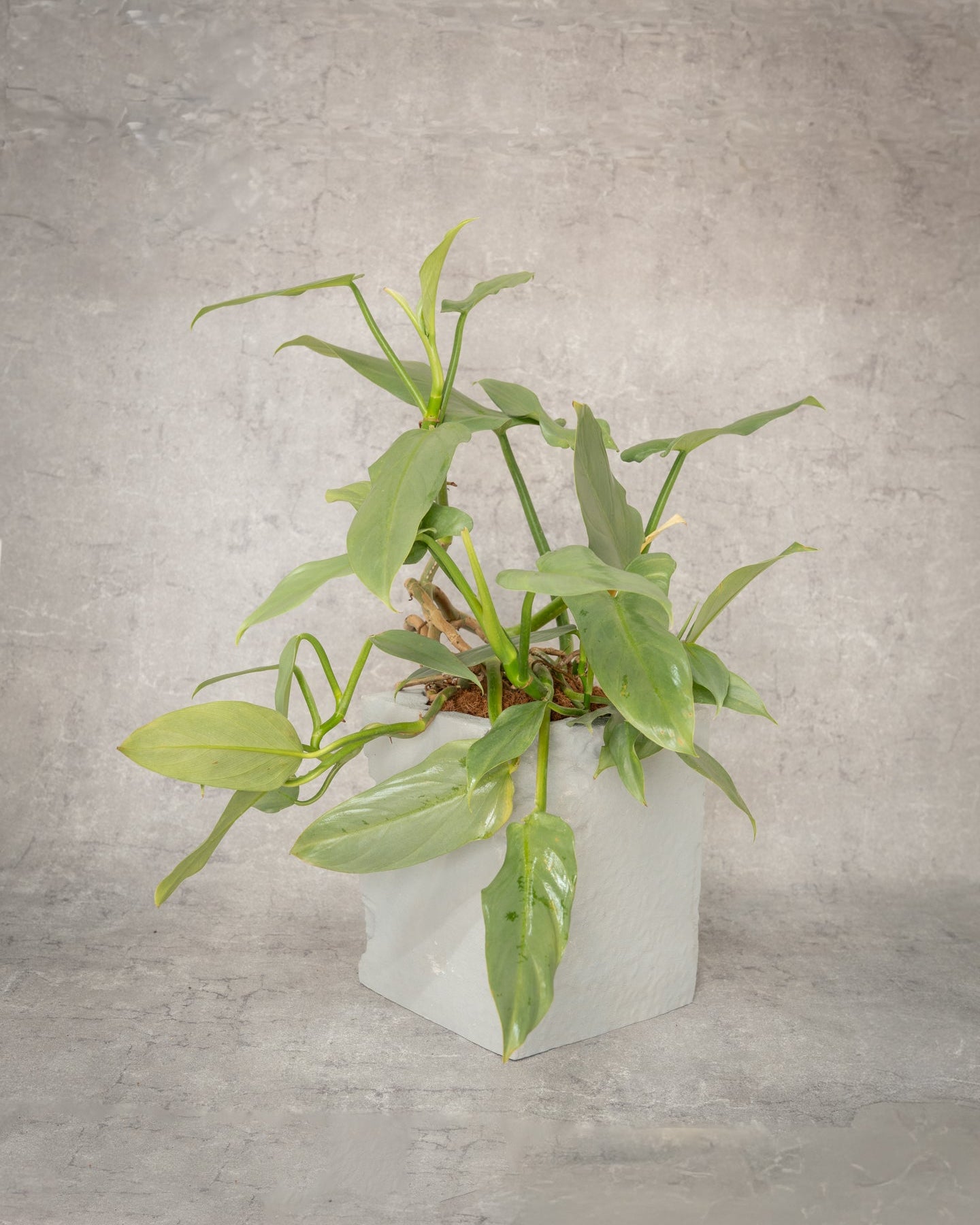 [鉢セット販売]フィロデンロドンシルバーメタル_rubble (1点限り)