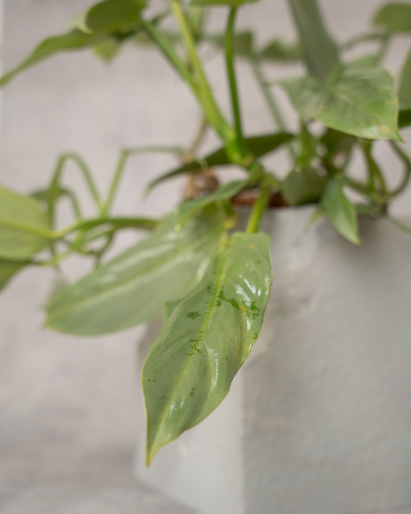 [鉢セット販売]フィロデンロドンシルバーメタル_rubble (1点限り)