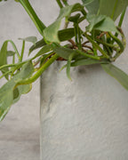 [鉢セット販売]フィロデンロドンシルバーメタル_rubble (1点限り)