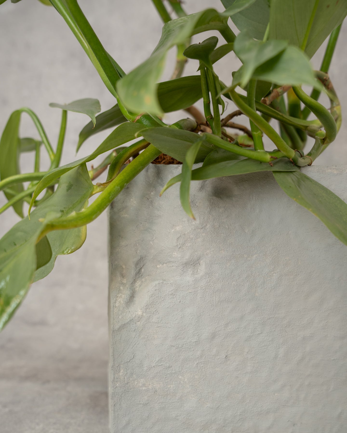 [鉢セット販売]フィロデンロドンシルバーメタル_rubble (1点限り)