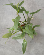 [鉢セット販売]フィロデンロドンシルバーメタル_rubble (1点限り)