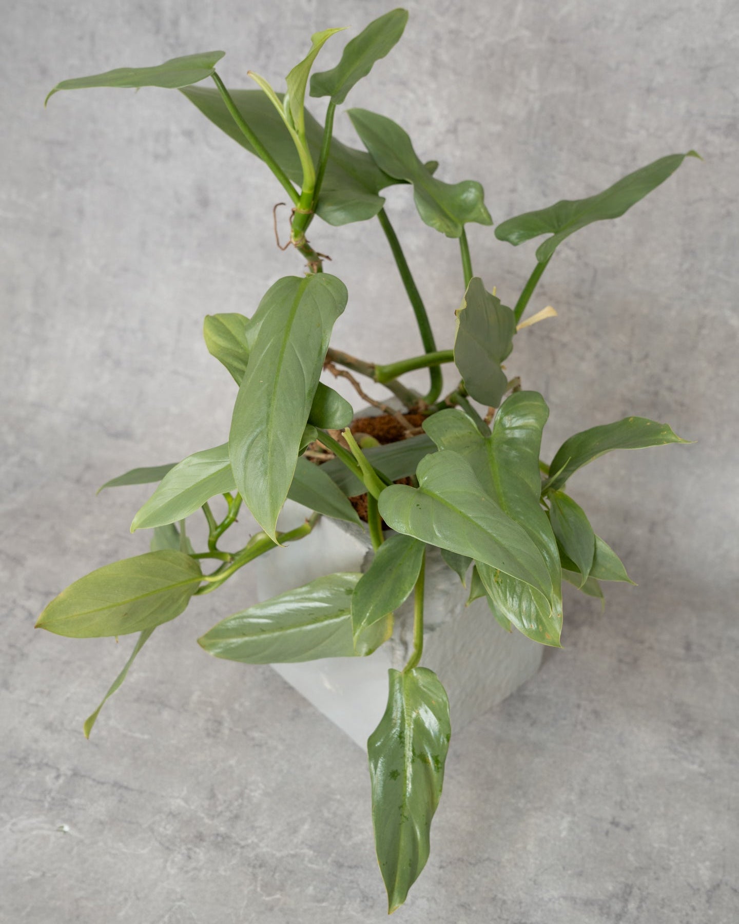 [鉢セット販売]フィロデンロドンシルバーメタル_rubble (1点限り)