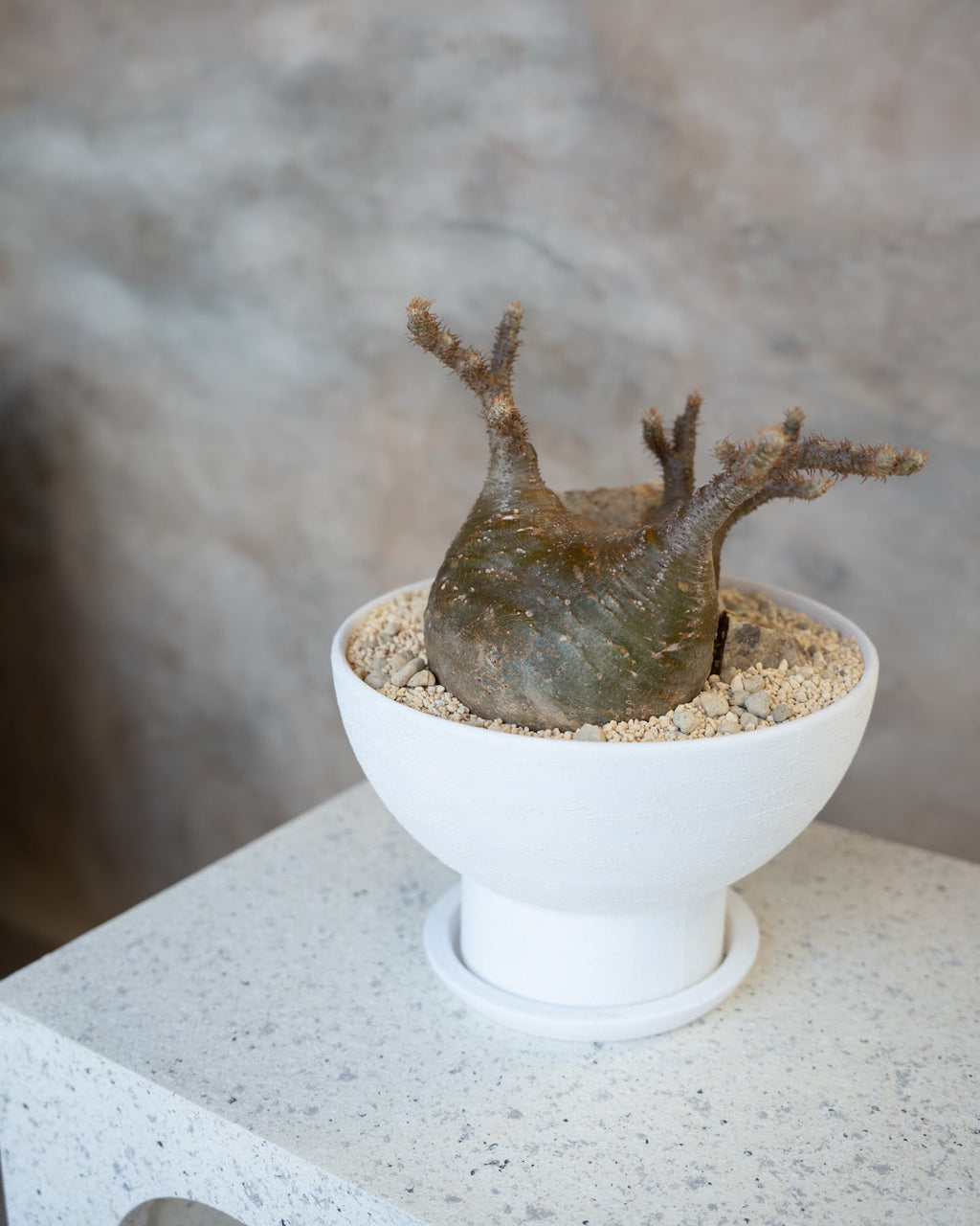 [鉢セット販売]期間限定SALE パキポディウム恵比寿笑い×大黒_desert (1点限り)