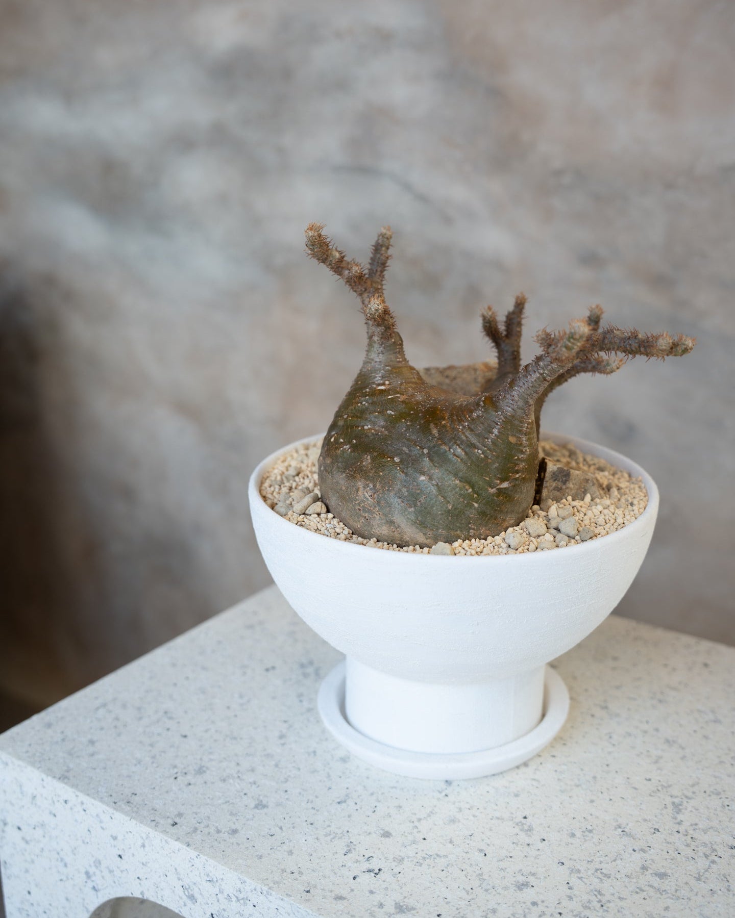 [鉢セット販売]期間限定SALE パキポディウム恵比寿笑い×大黒_desert (1点限り)