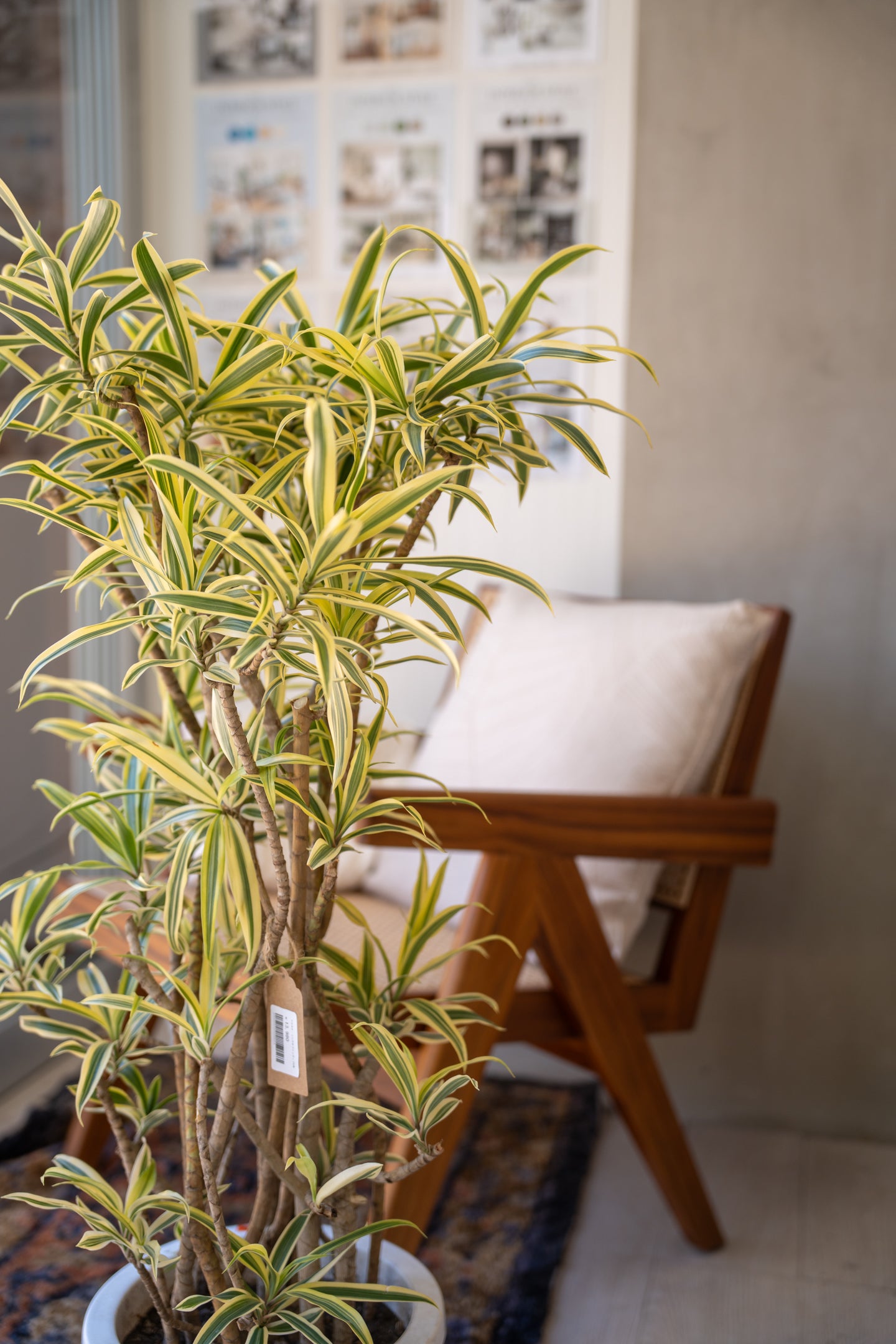 ドラセナ・ソングオブインディア 7号｜一点限り｜観葉植物販売 mamidori