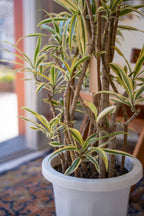 ドラセナ・ソングオブインディア 7号｜一点限り｜観葉植物販売 mamidori