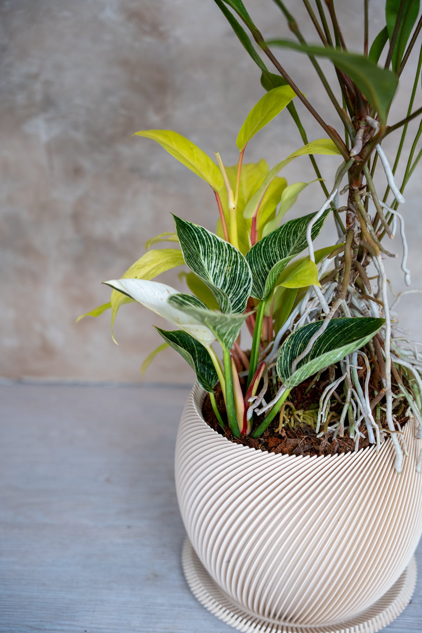 [鉢セット販売]アンスリウムグラシレ＋バーキン+マレービューティ _original planter(1点限り)