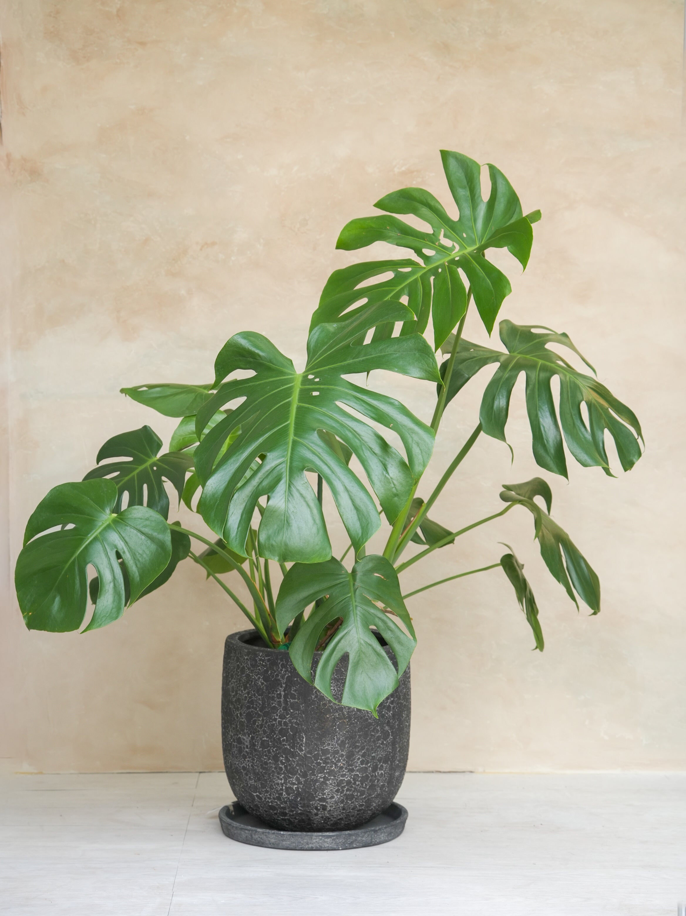 モンステラ　デリシオーサ　8号 モンステラ・デリシオーサ 8号｜一点限り｜観葉植物販売 mamidori