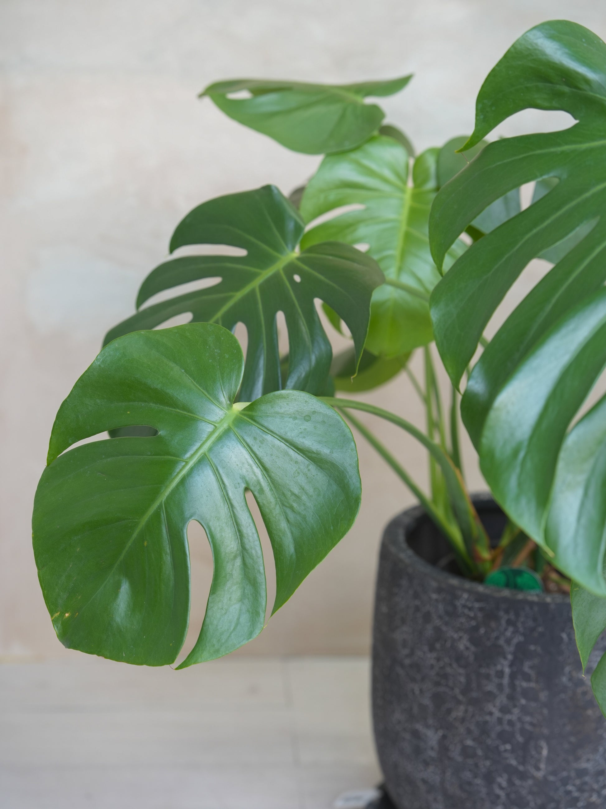 モンステラ・デリシオーサ 8号｜一点限り｜観葉植物販売 mamidori