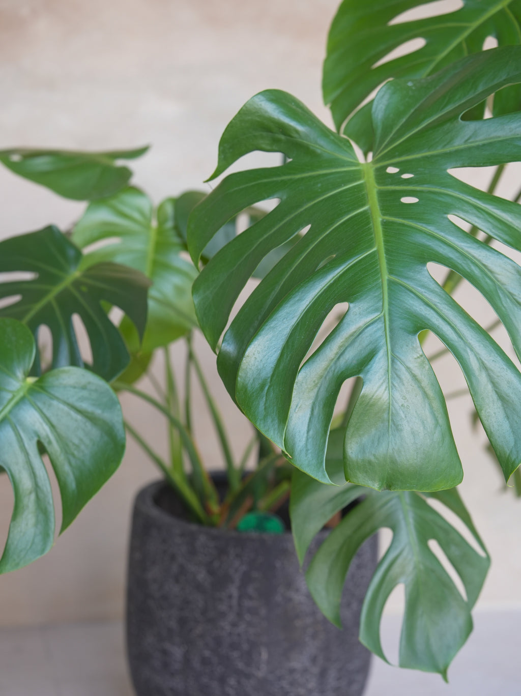 モンステラ・デリシオーサ 8号｜一点限り｜観葉植物販売 mamidori