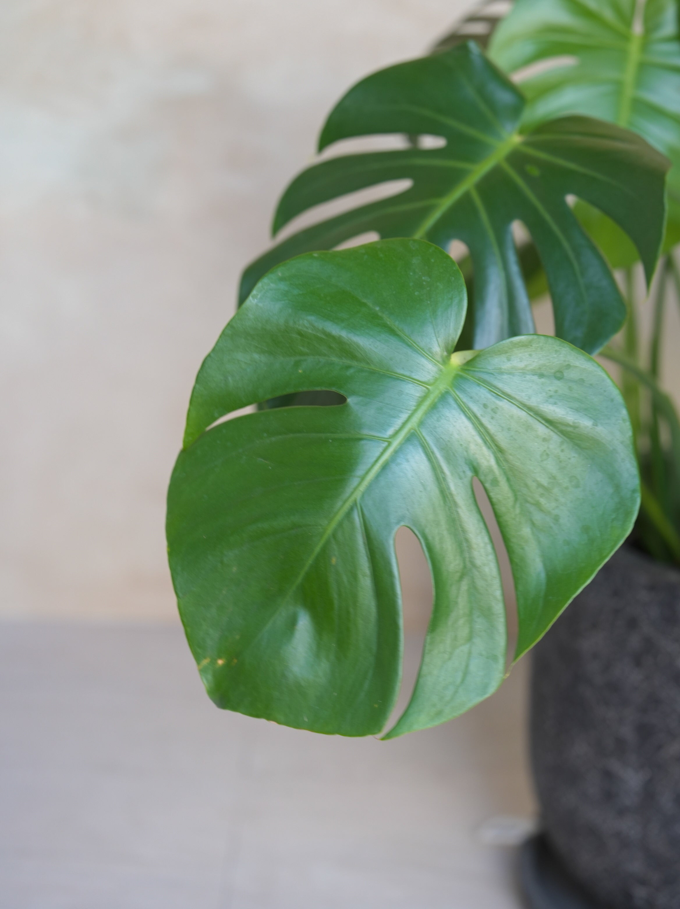 モンステラ・デリシオーサ 8号｜一点限り｜観葉植物販売 mamidori