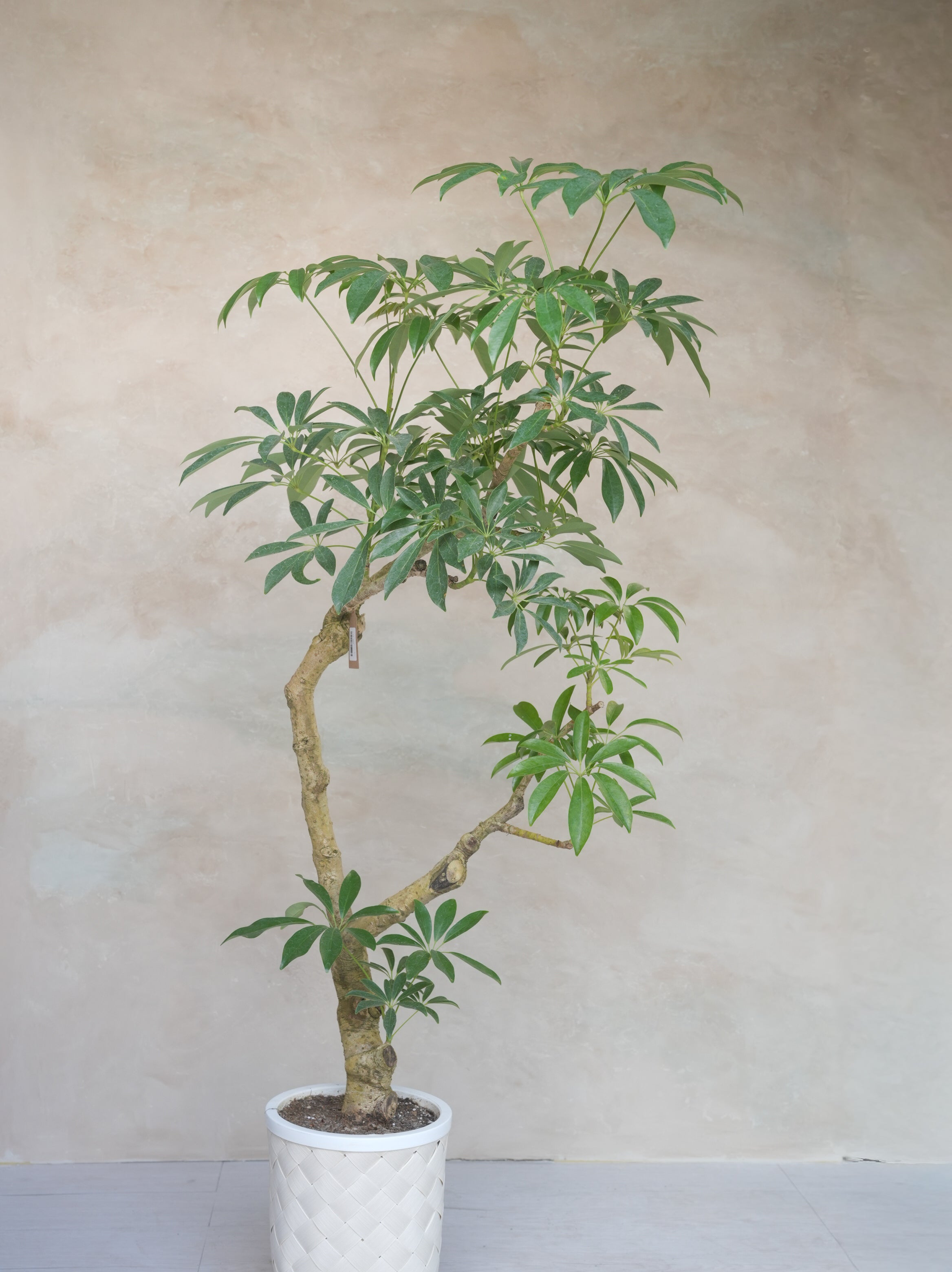 シェフレラ・アルボリコラ　曲がり 8号｜一点限り｜観葉植物販売 mamidori