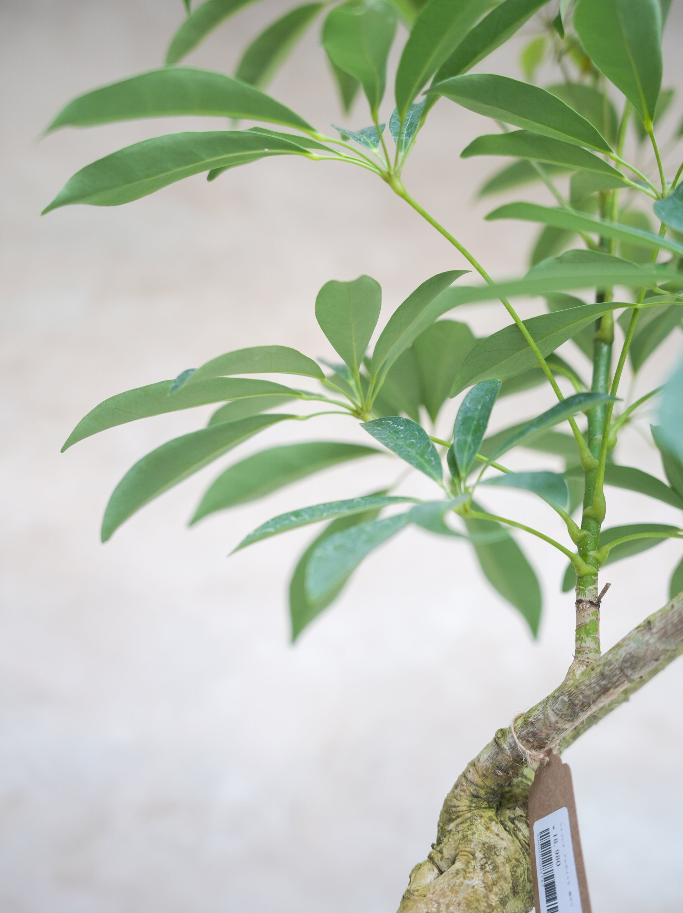 シェフレラ・アルボリコラ 曲がり 8号｜一点限り｜観葉植物販売 mamidori