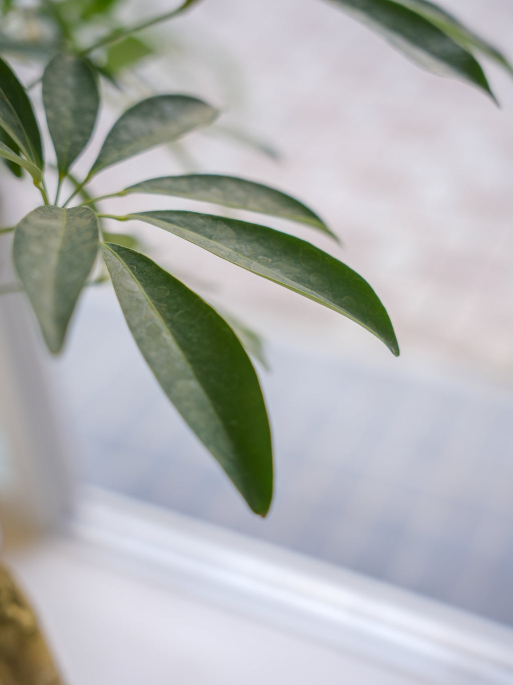 シェフレラ・アルボリコラ　曲がり 8号｜一点限り｜観葉植物販売 mamidori