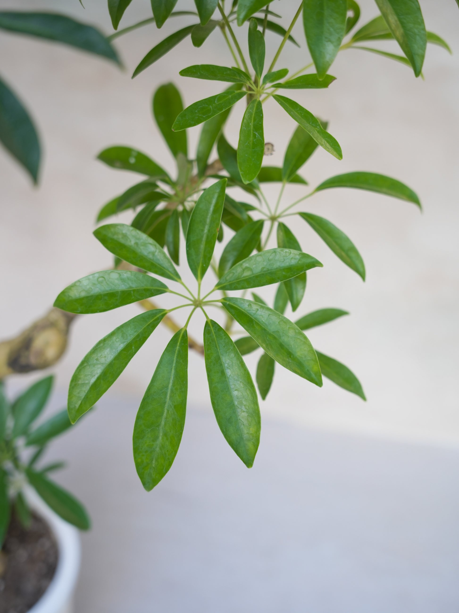 シェフレラ・アルボリコラ　曲がり 8号｜一点限り｜観葉植物販売 mamidori