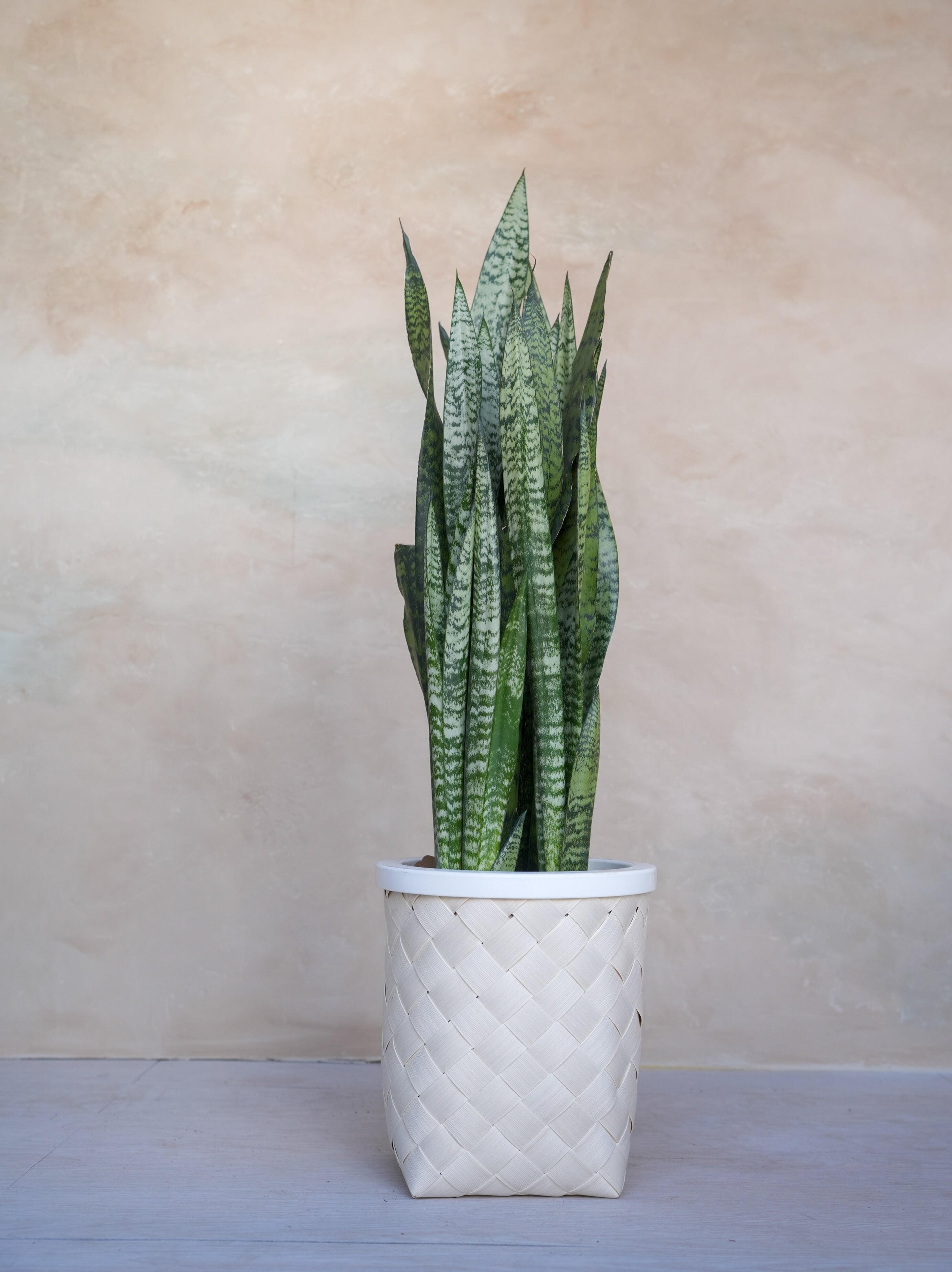 サンスベリア・ゼラニカ 8号｜一点限り｜観葉植物販売 mamidori