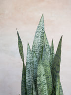 サンスベリア・ゼラニカ 8号｜一点限り｜観葉植物販売 mamidori