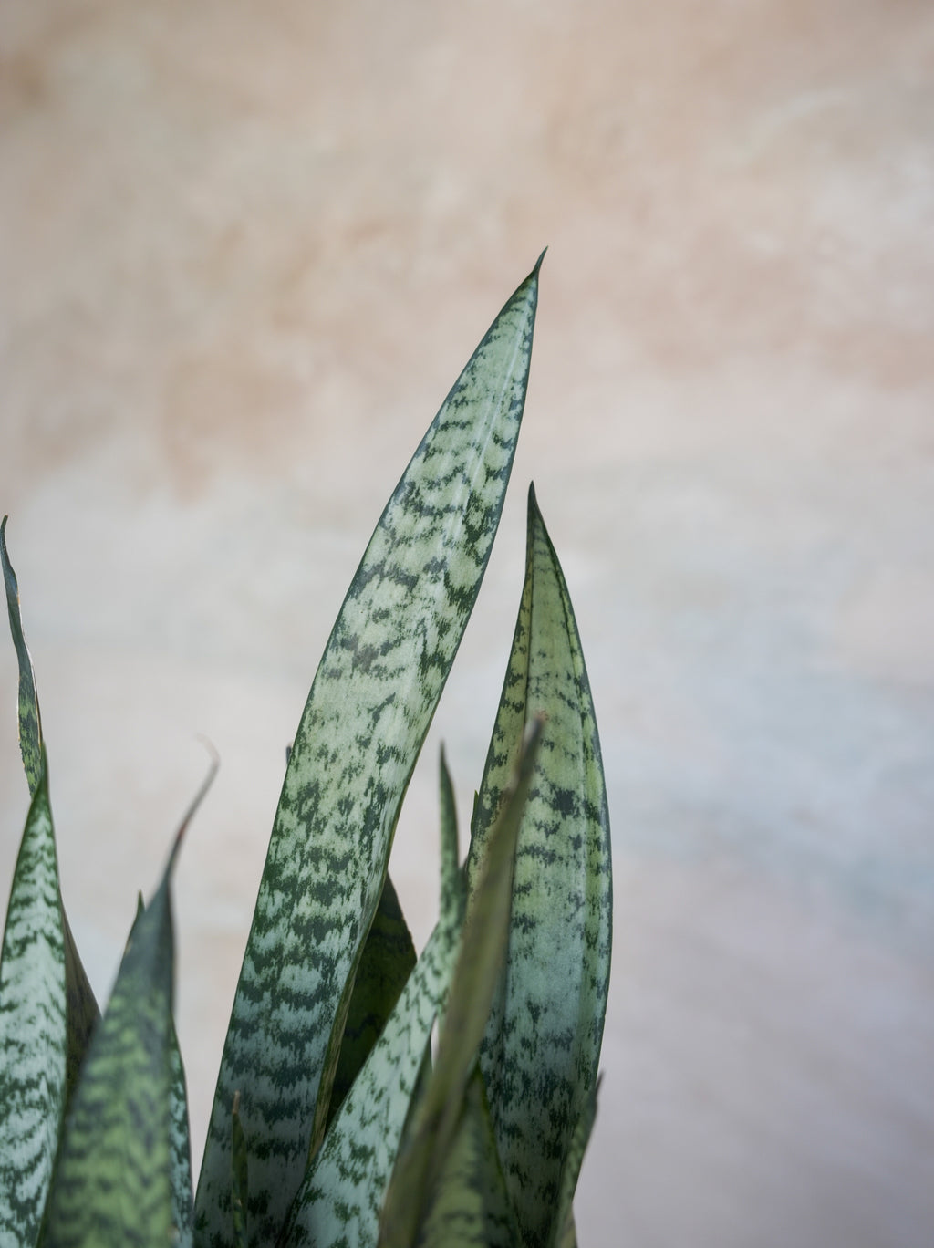 サンスベリア・ゼラニカ 7号｜一点限り｜観葉植物販売 mamidori