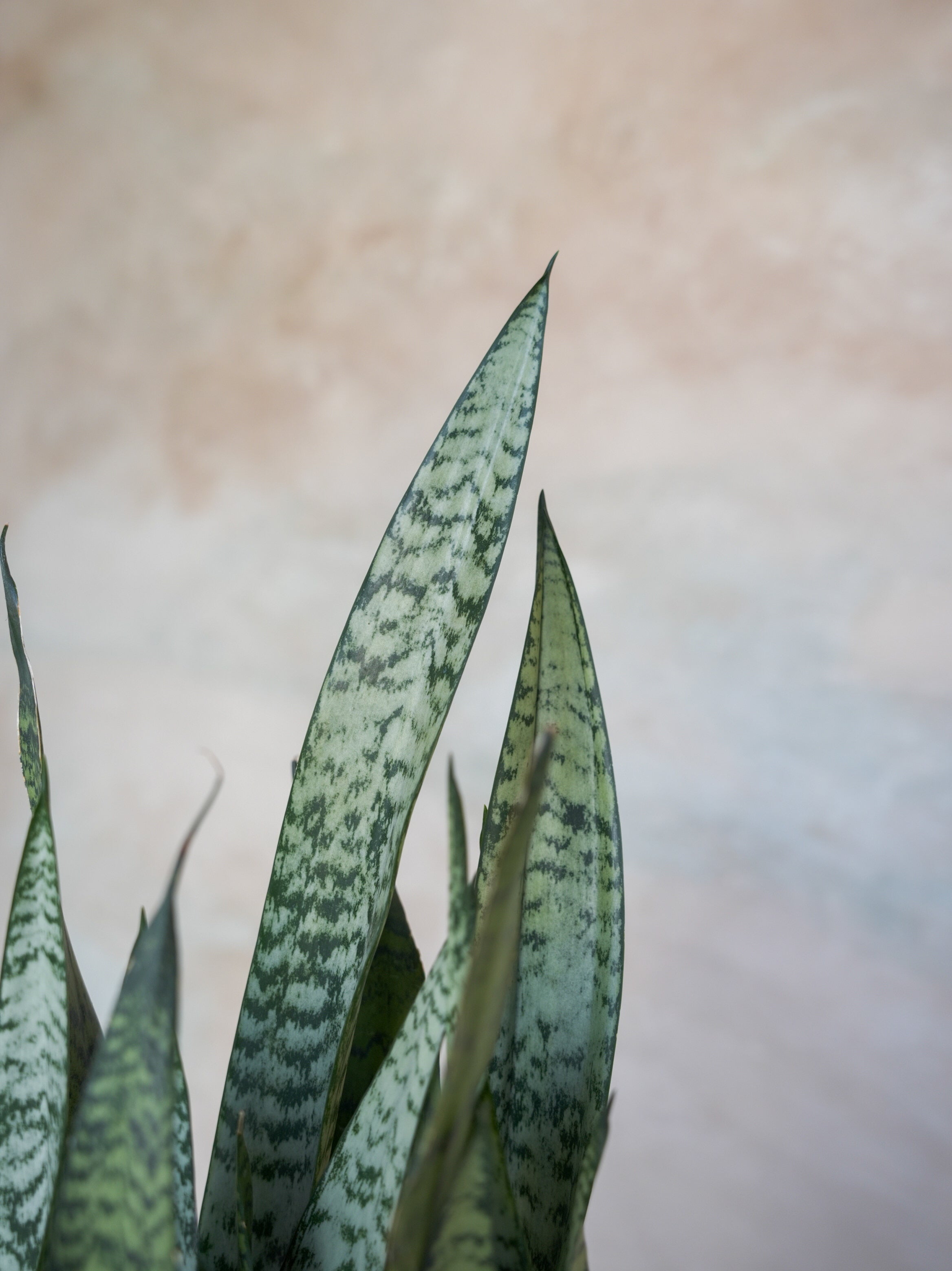 サンスベリア・ゼラニカ 7号｜一点限り｜観葉植物販売 mamidori