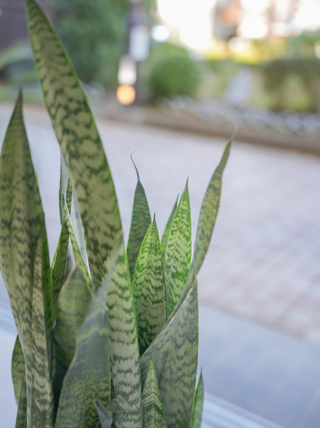 サンスベリア・ゼラニカ 7号｜一点限り｜観葉植物販売 mamidori