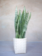 サンスベリア・ゼラニカ 7号｜一点限り｜観葉植物販売 mamidori