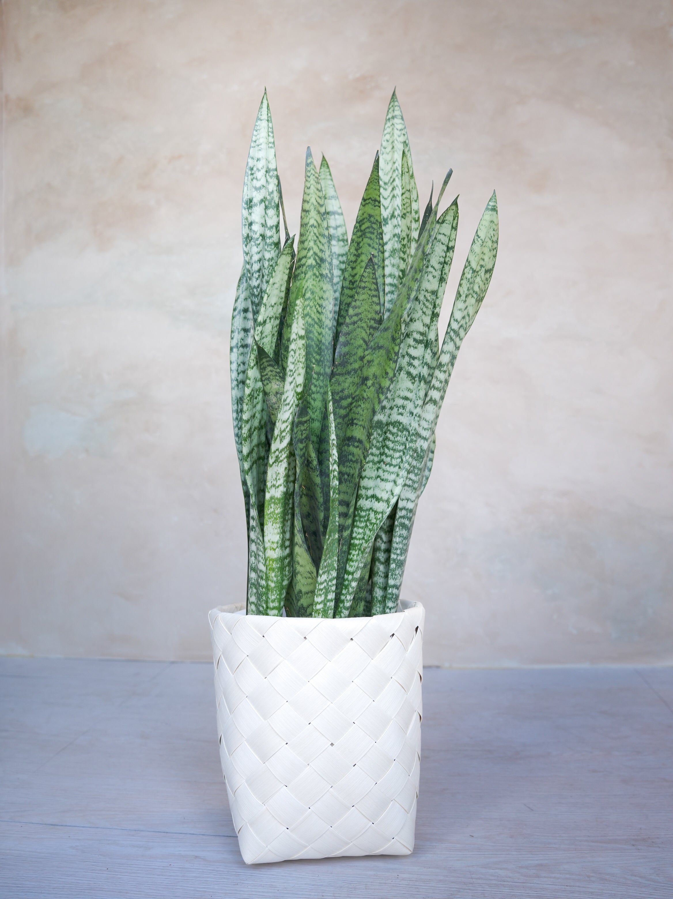 サンスベリア・ゼラニカ 7号｜一点限り｜観葉植物販売 mamidori