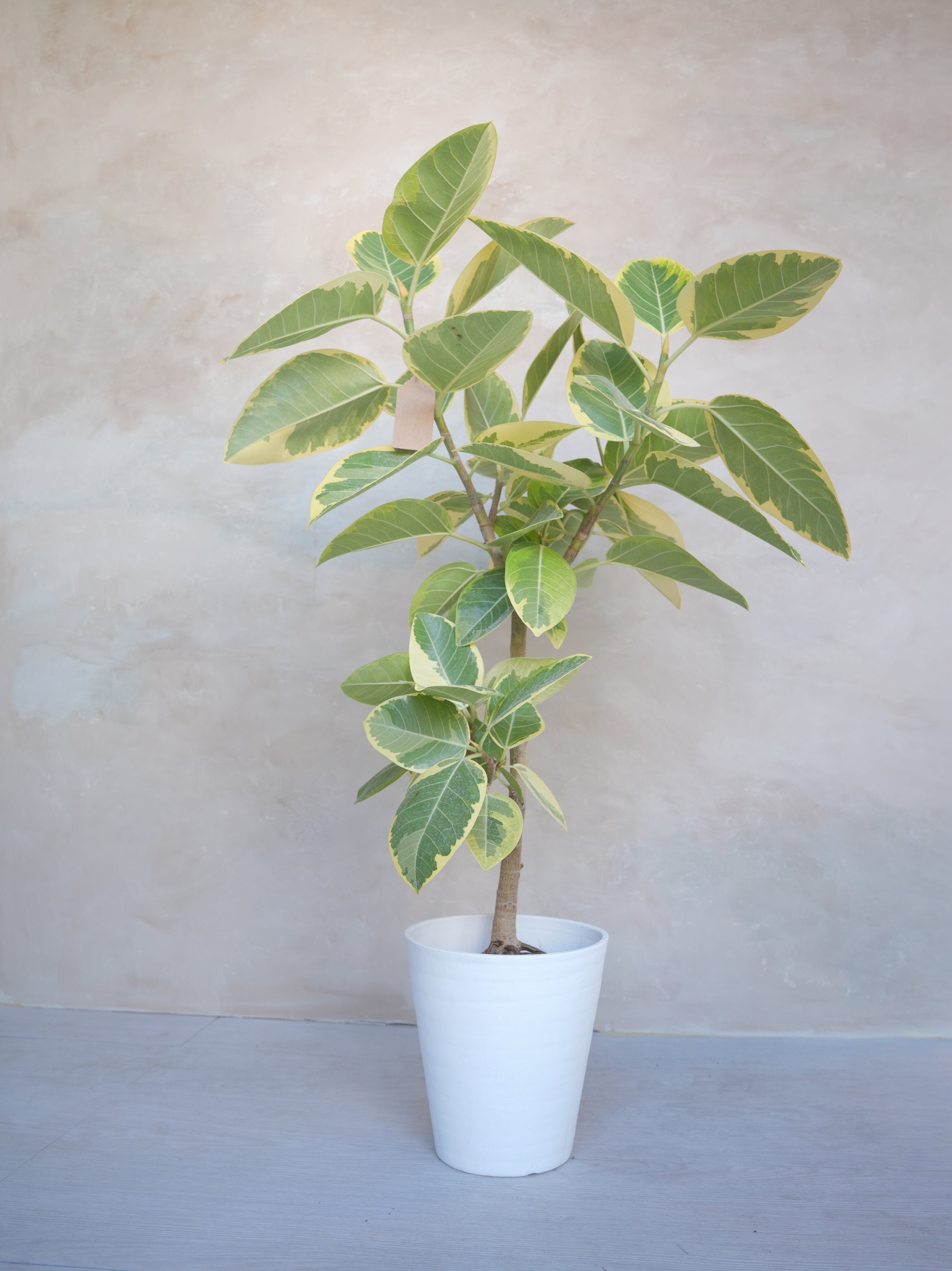 フィカス・アルテシマ 7号｜一点限り｜観葉植物販売 mamidori