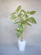 フィカス・アルテシマ 7号｜一点限り｜観葉植物販売 mamidori